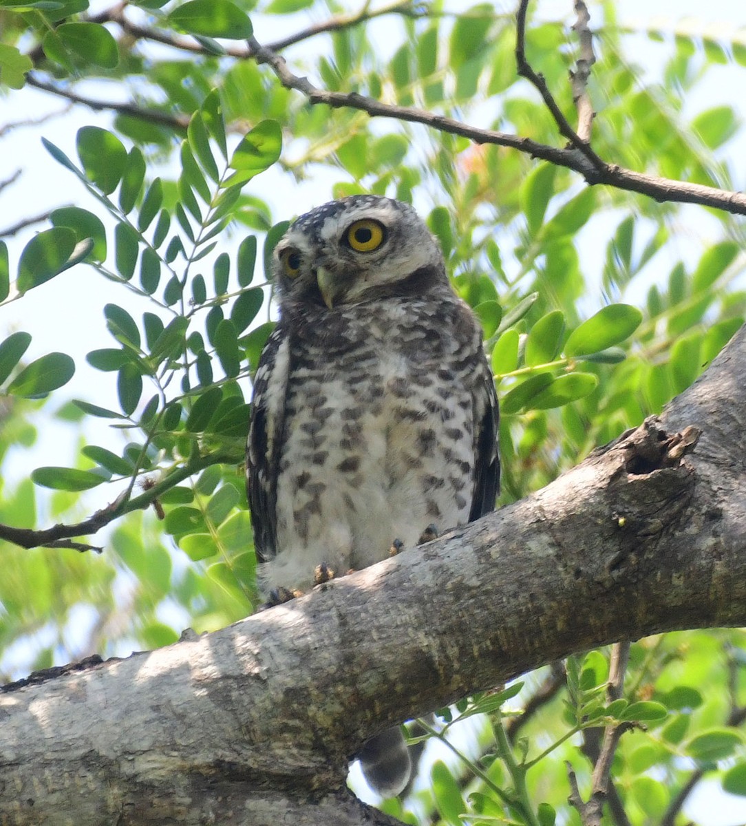 Asian Barred Owlet - ML622750152