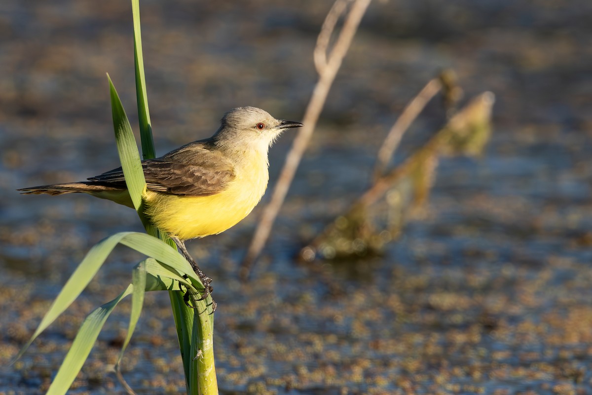 Cattle Tyrant - ML622750185