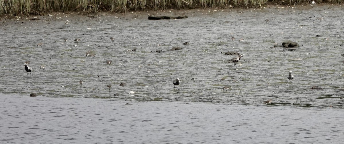 Black-bellied Plover - ML622750190