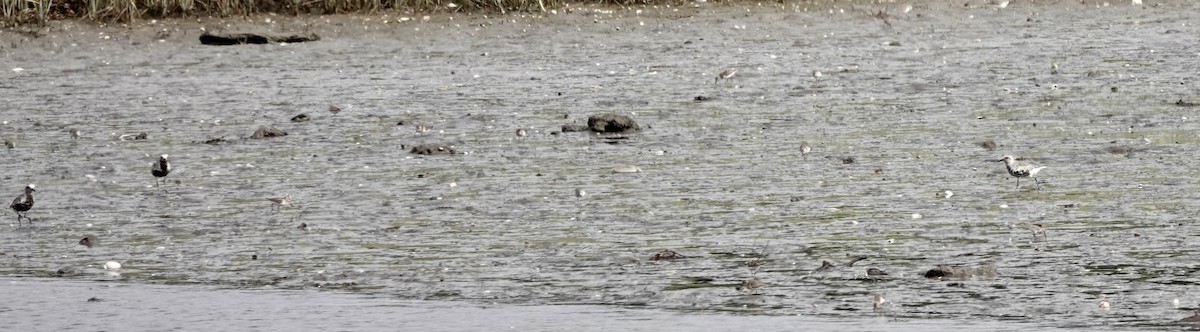 Black-bellied Plover - ML622750195