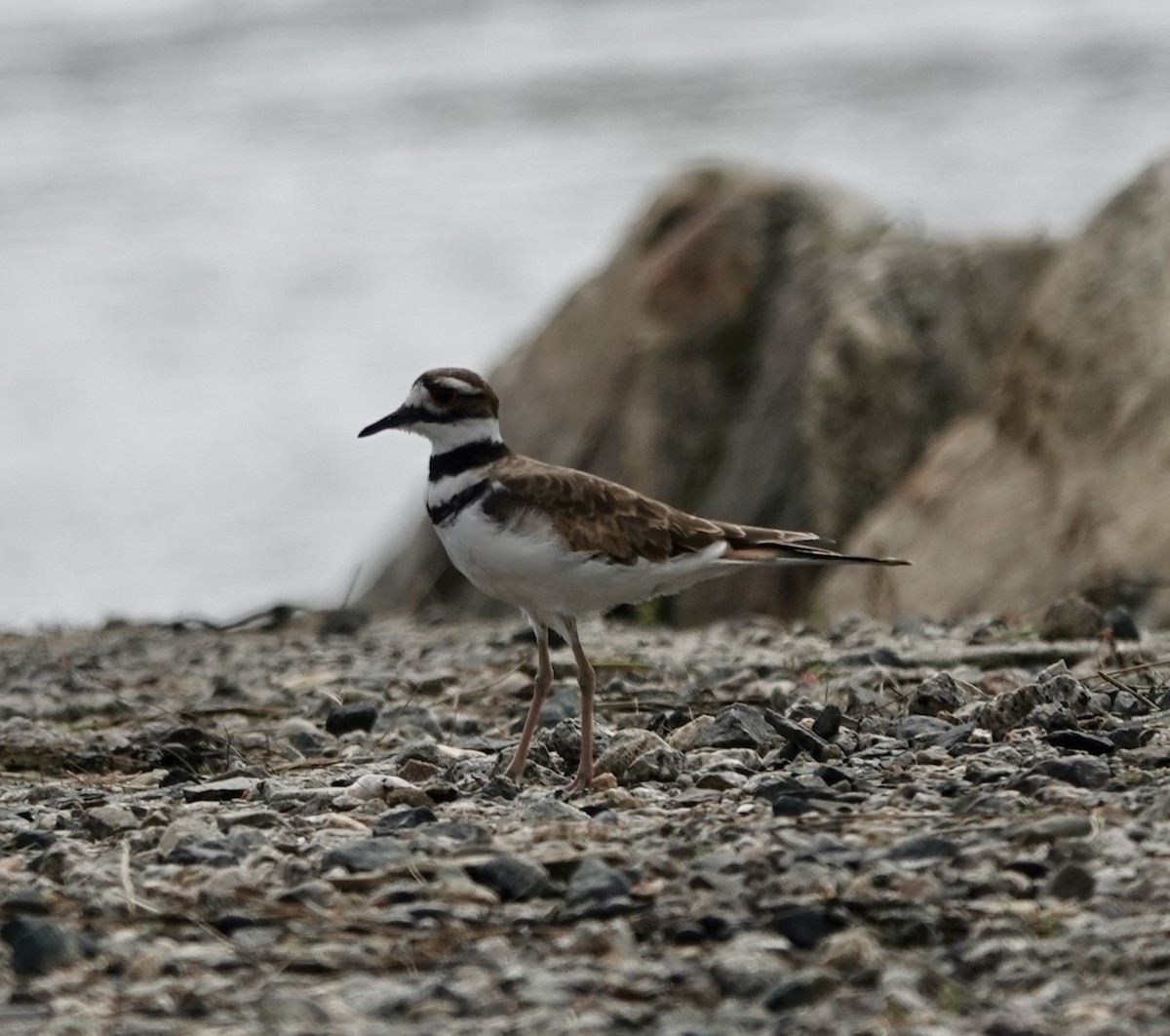 Killdeer - ML622750221