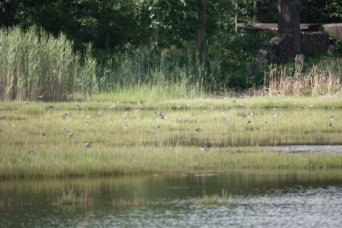 Tree Swallow - ML622750333