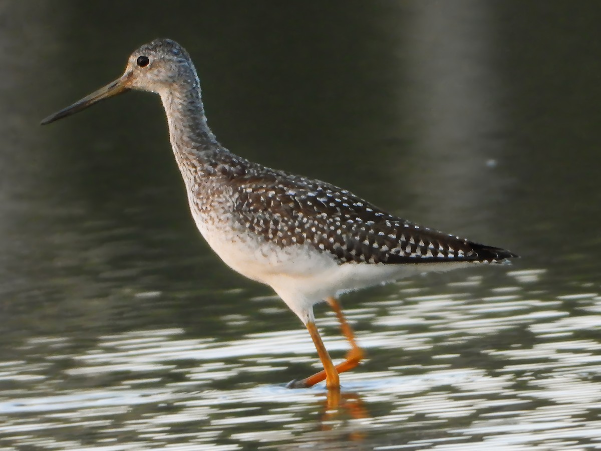 Greater Yellowlegs - ML622750343