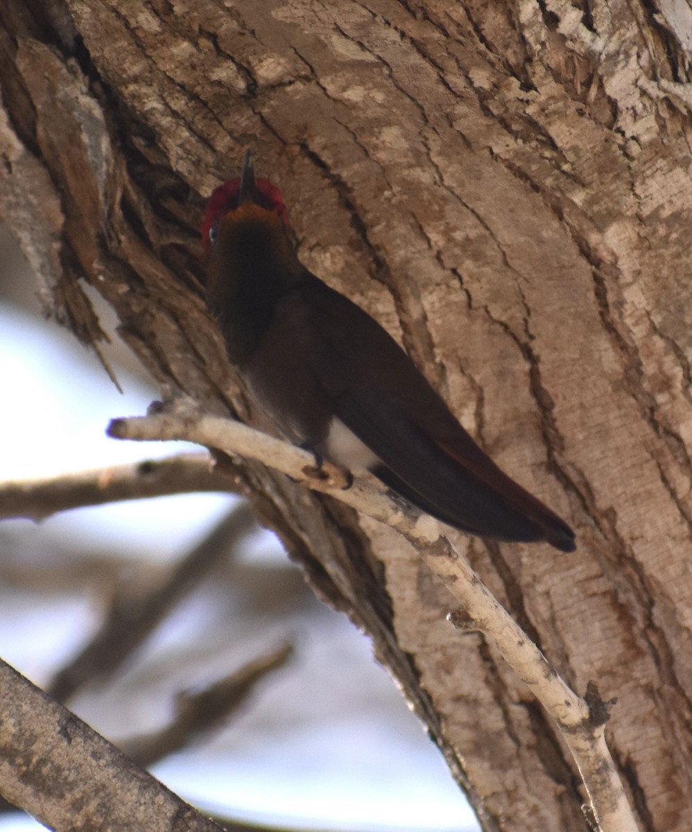 Ruby-topaz Hummingbird - ML622750424