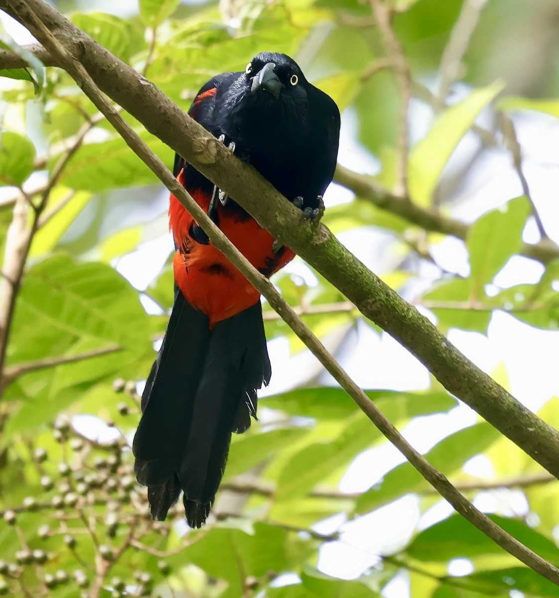 Red-bellied Grackle - ML622750426