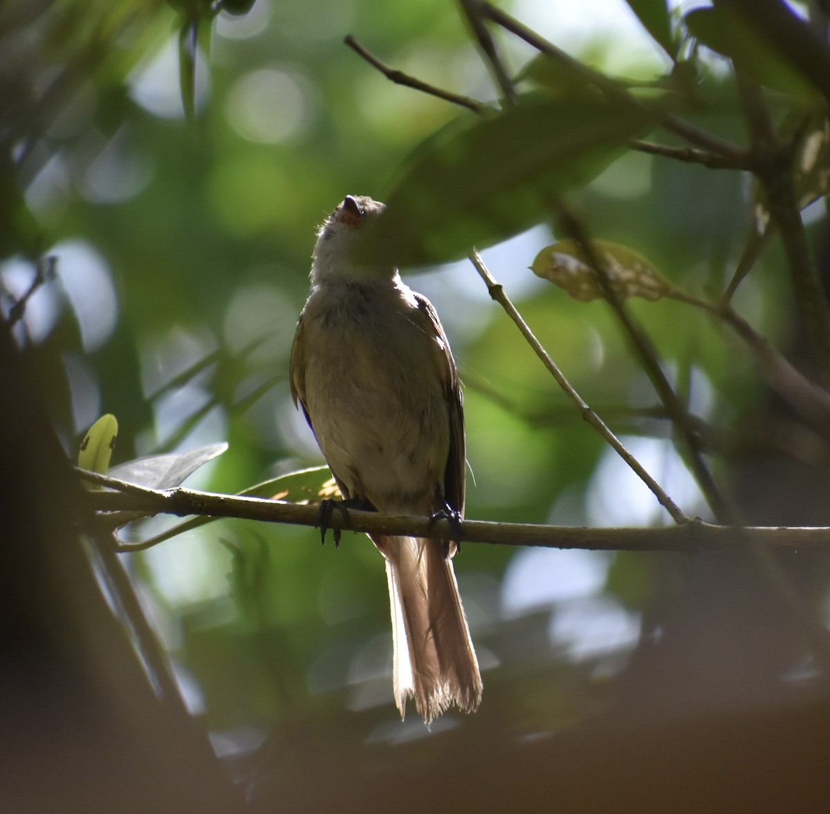 Caribbean Elaenia - ML622750447