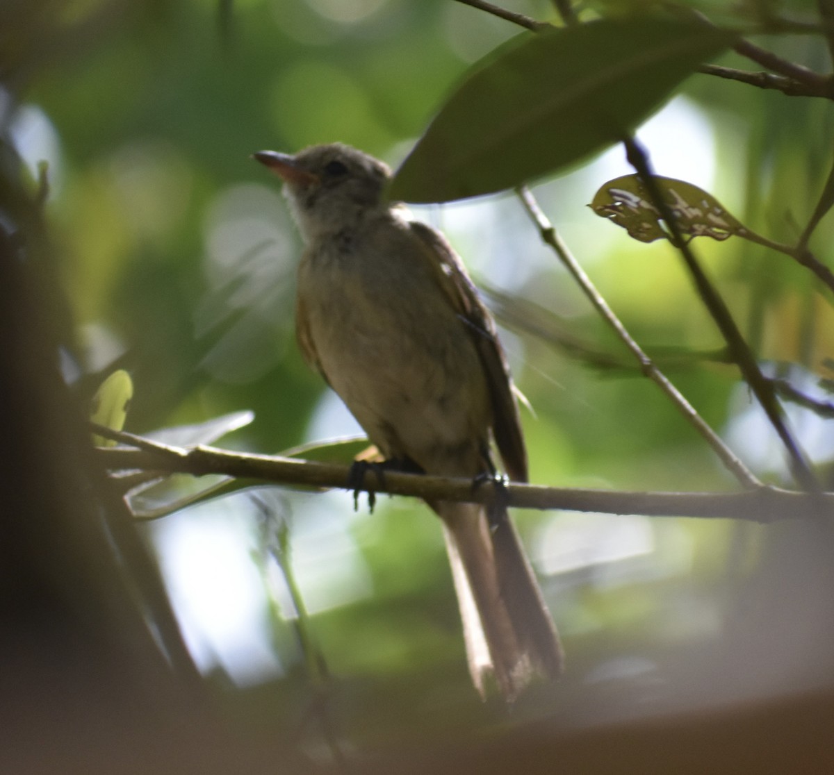 Caribbean Elaenia - ML622750450