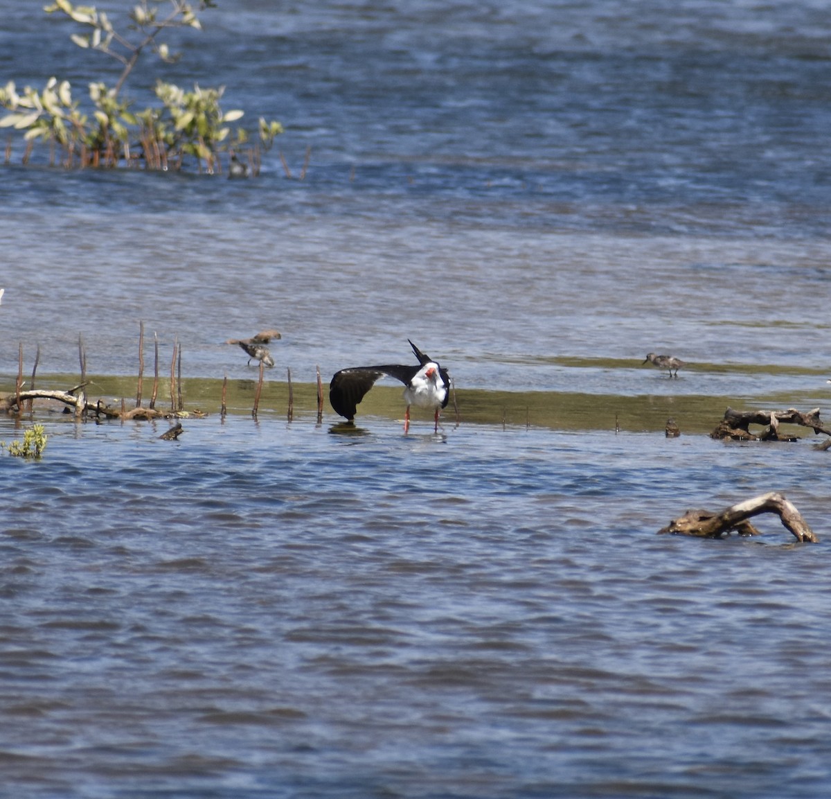 Black Skimmer - ML622750475