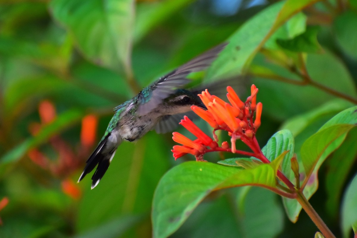 Cozumel Emerald - ML622750479