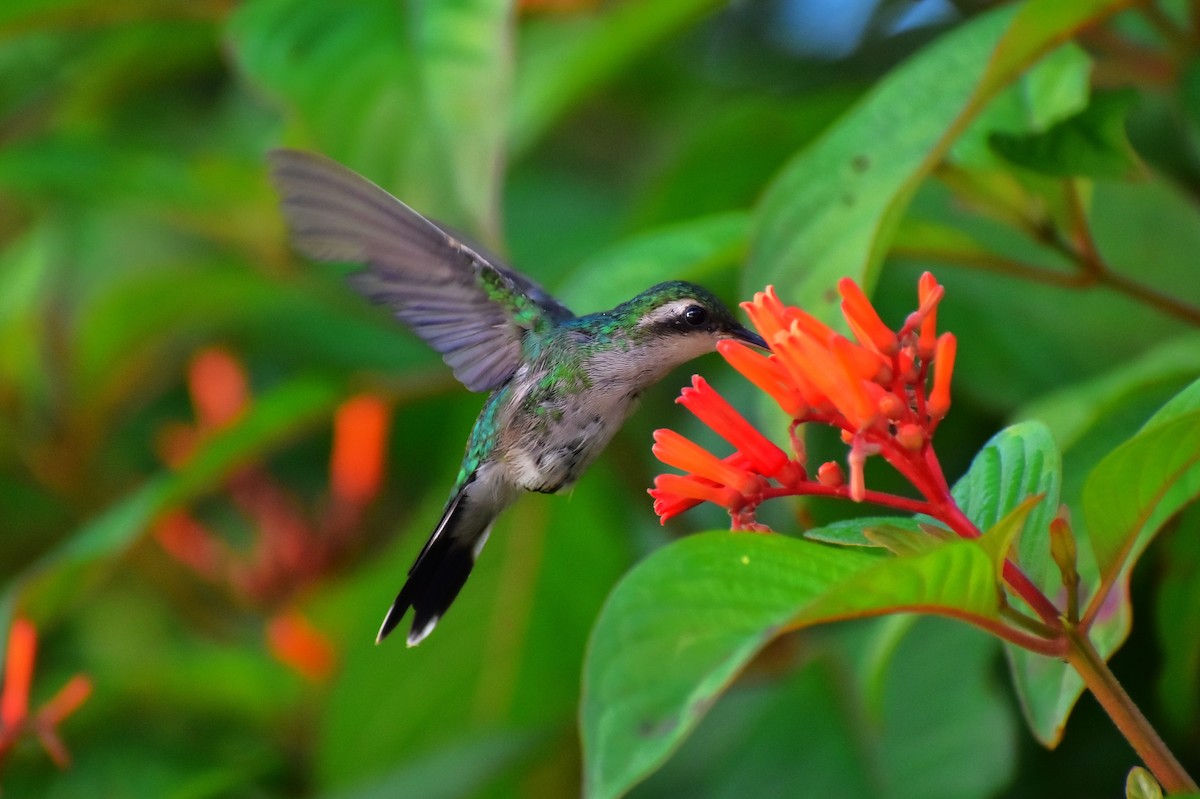 Cozumel Emerald - ML622750480