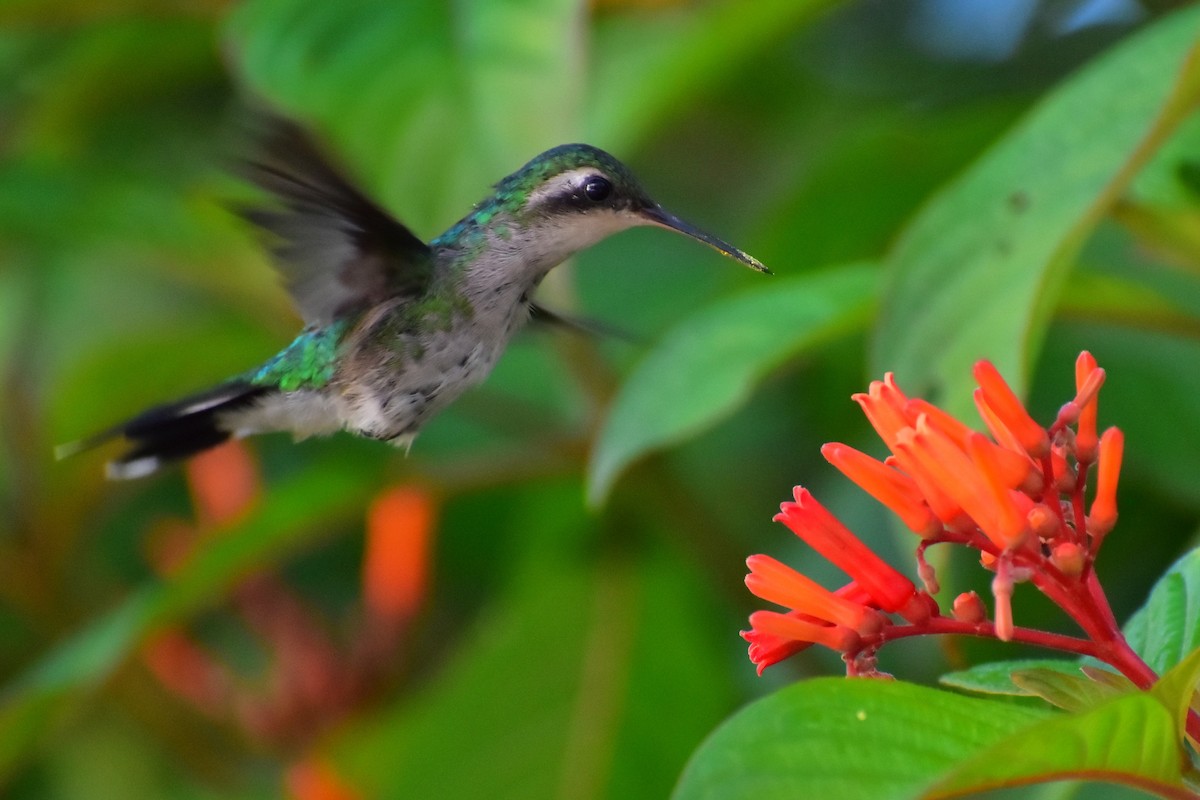 Cozumel Emerald - ML622750481