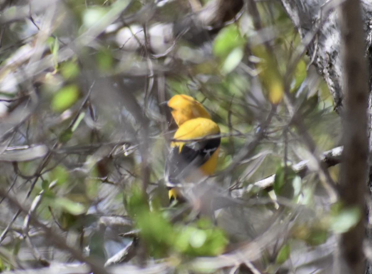 Yellow Oriole - ML622750489