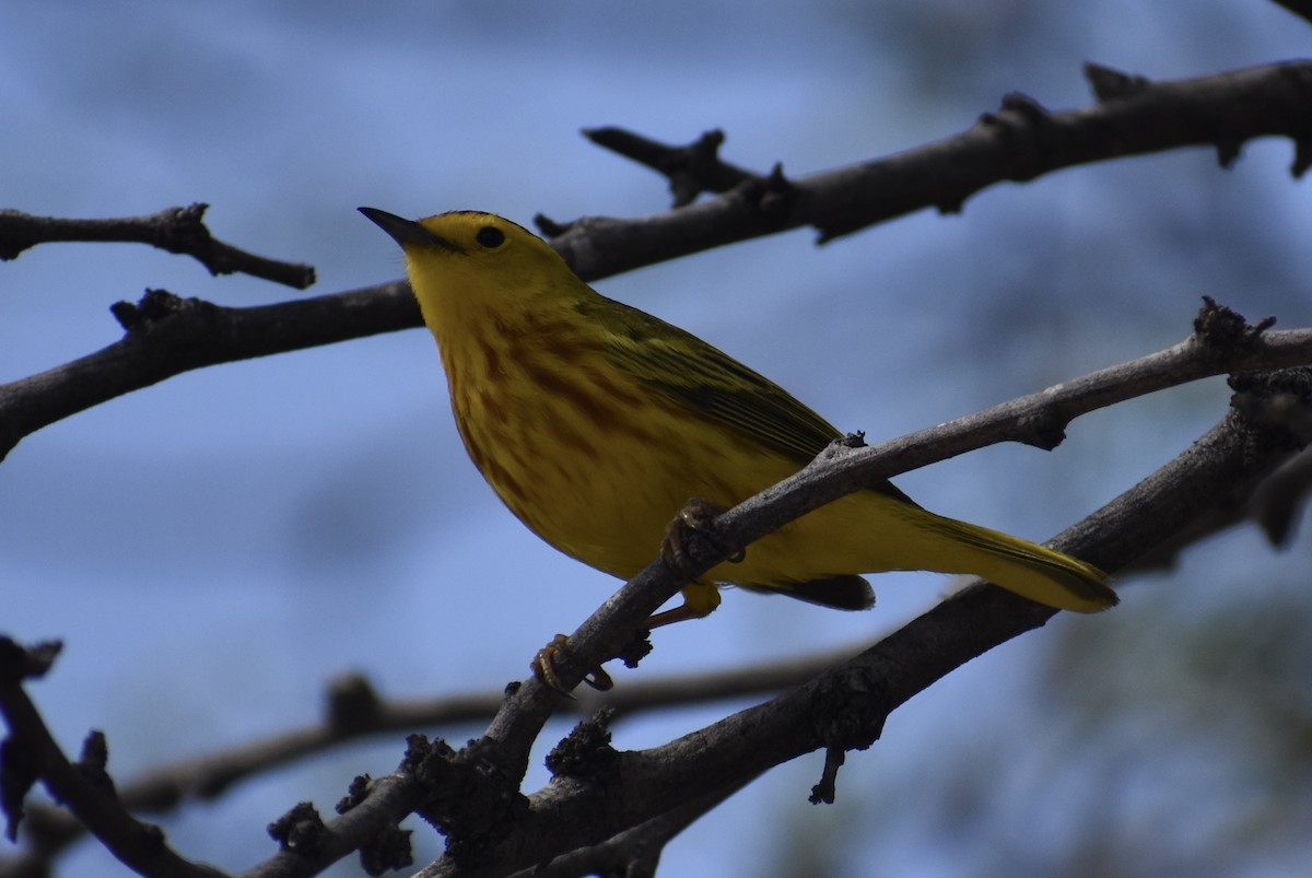 Yellow Warbler - ML622750492