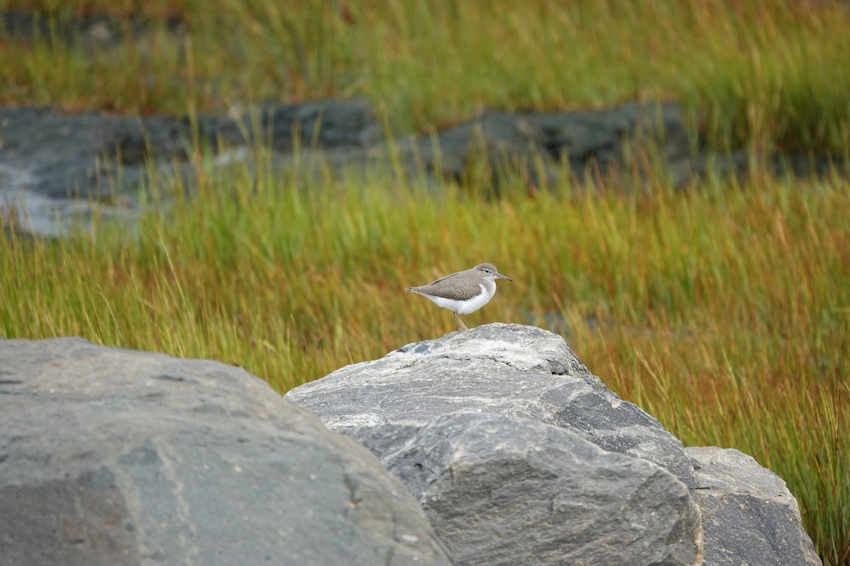 Spotted Sandpiper - ML622750499