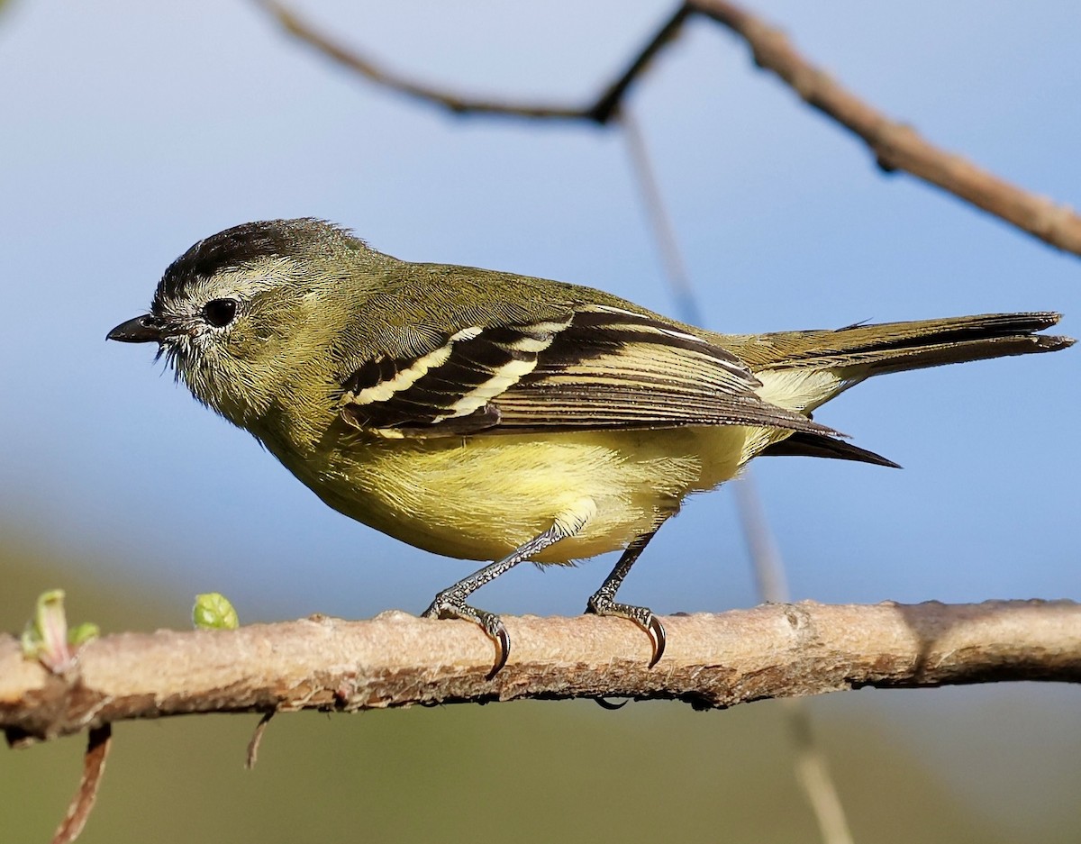 Black-capped Tyrannulet - ML622750508