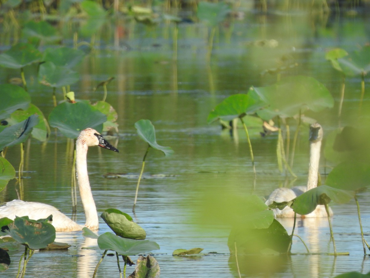 Trumpeter Swan - ML622750535