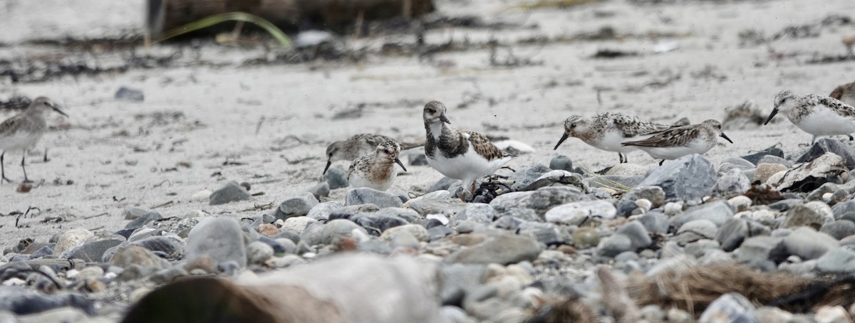 Ruddy Turnstone - ML622750537