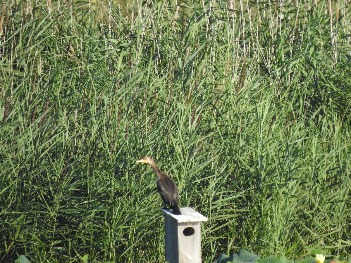 Double-crested Cormorant - ML622750572