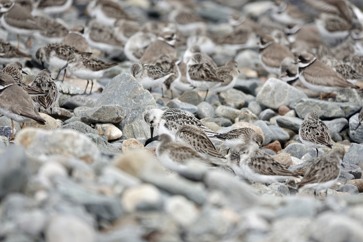 Semipalmated Plover - ML622750610