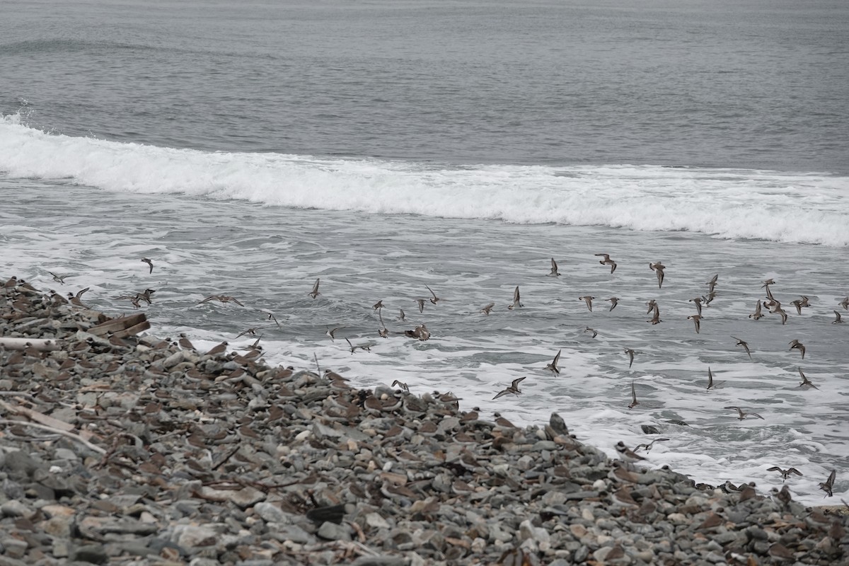 Semipalmated Plover - ML622750634