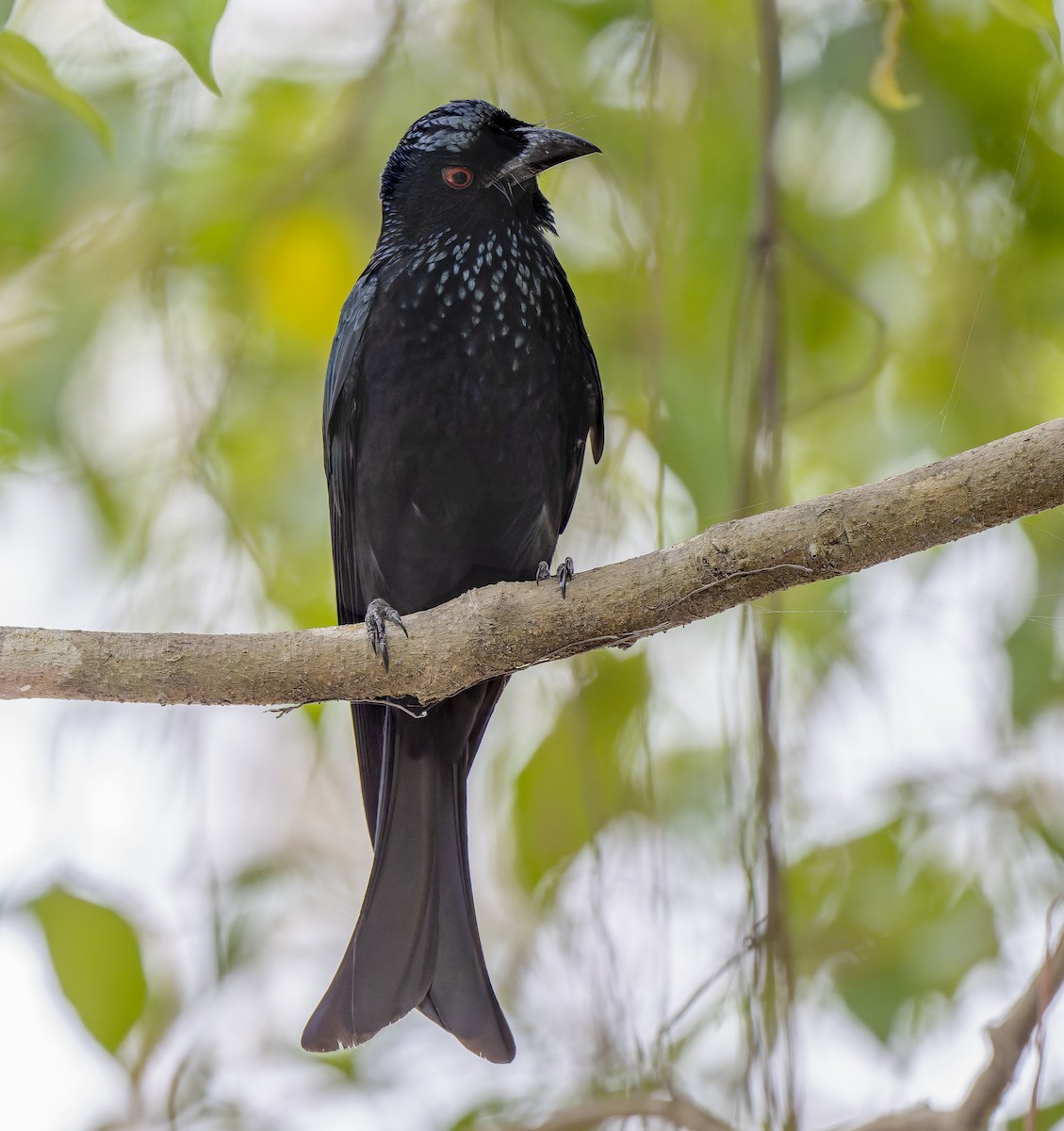 Spangled Drongo - ML622750640