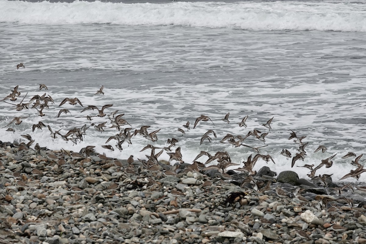 Semipalmated Sandpiper - ML622750641