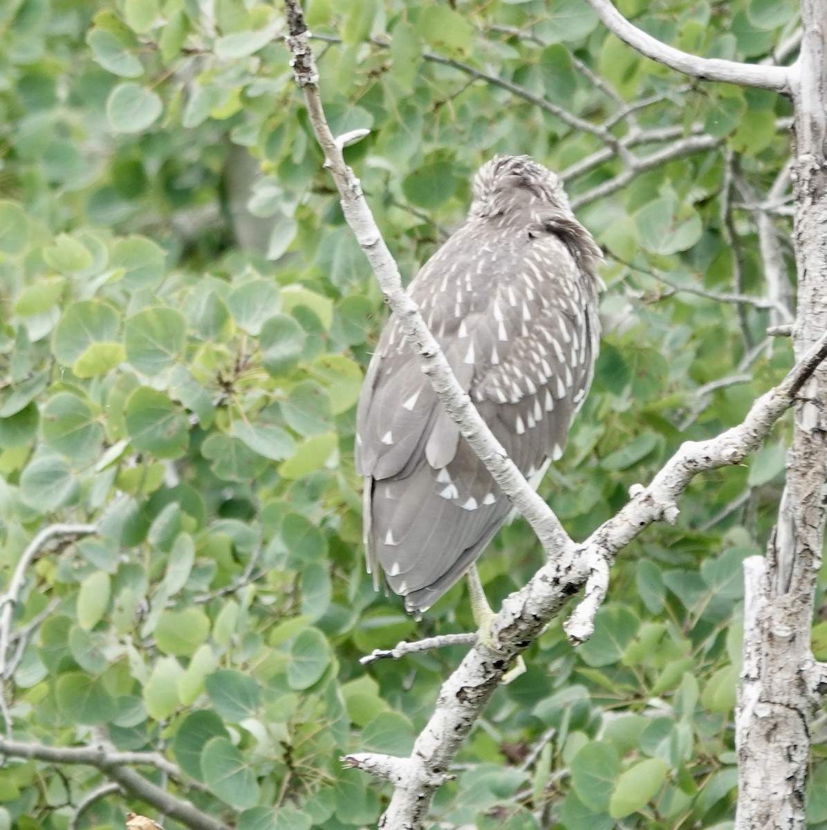 Black-crowned Night Heron - ML622750647