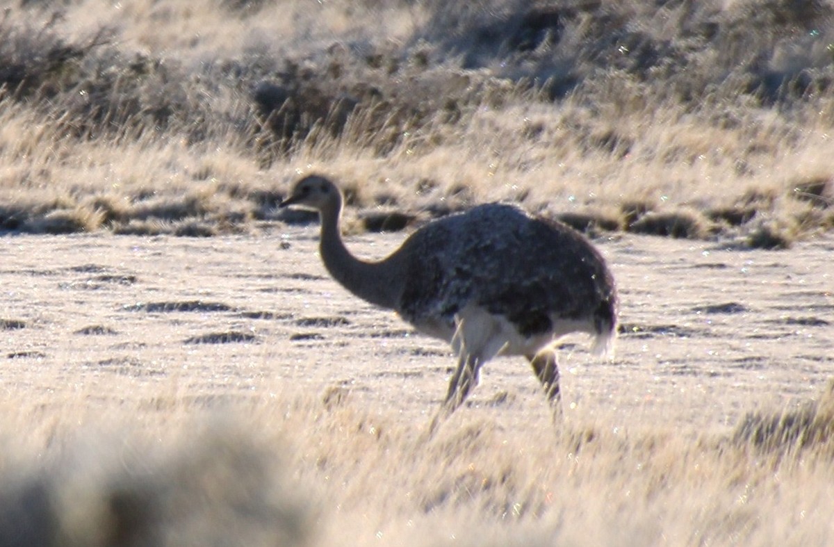 Lesser Rhea (Darwin's) - ML622750652