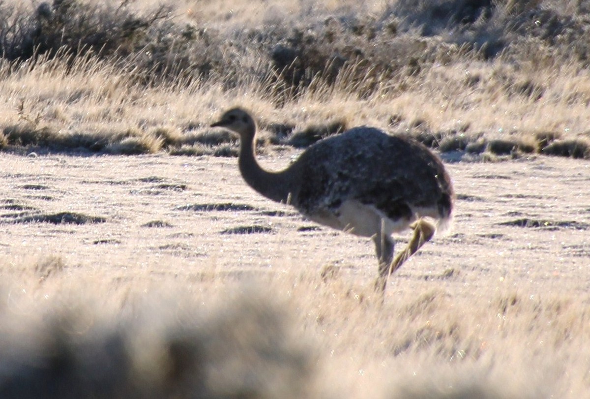 Lesser Rhea (Darwin's) - ML622750653