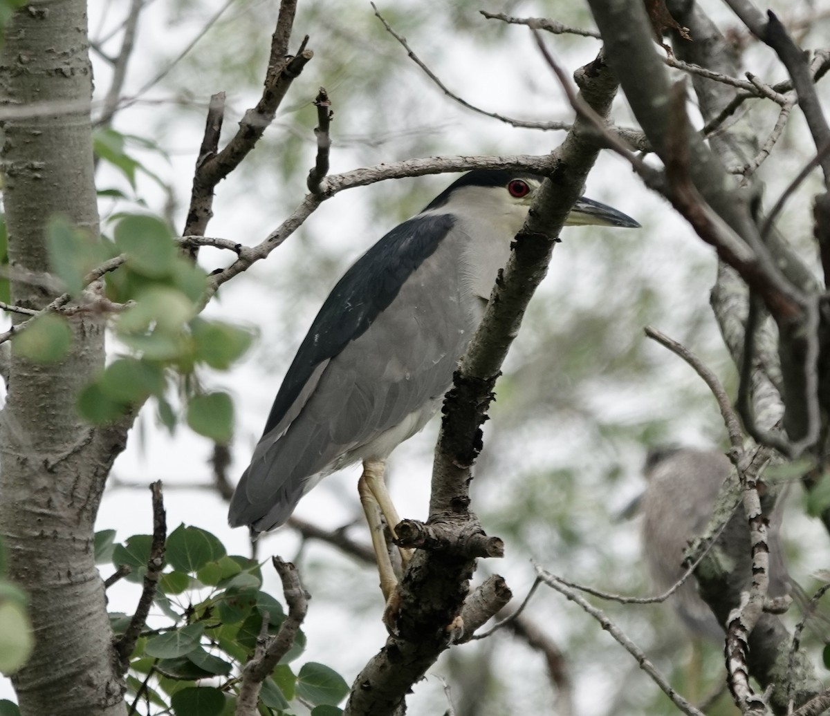 Black-crowned Night Heron - ML622750659