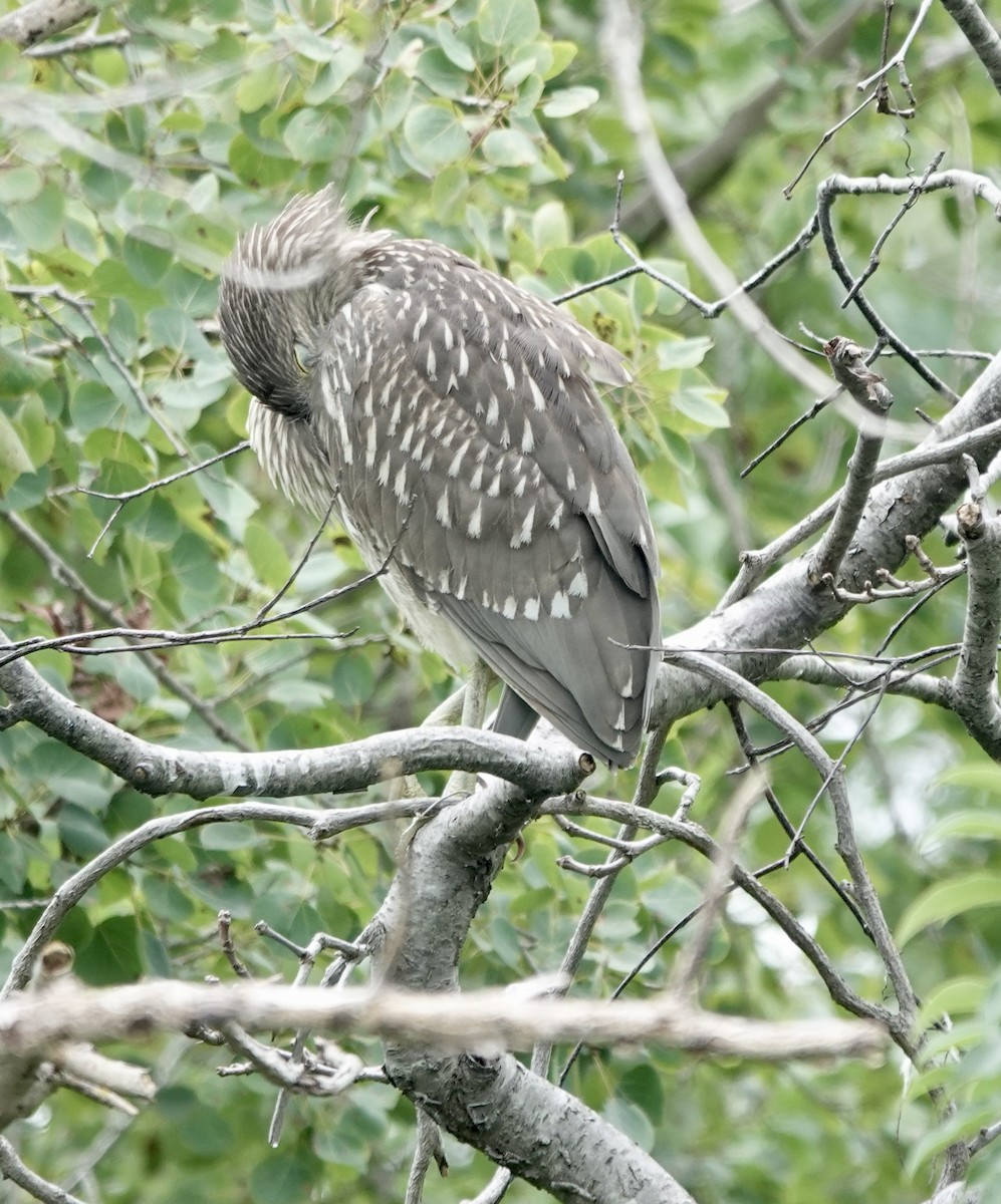 Black-crowned Night Heron - ML622750673