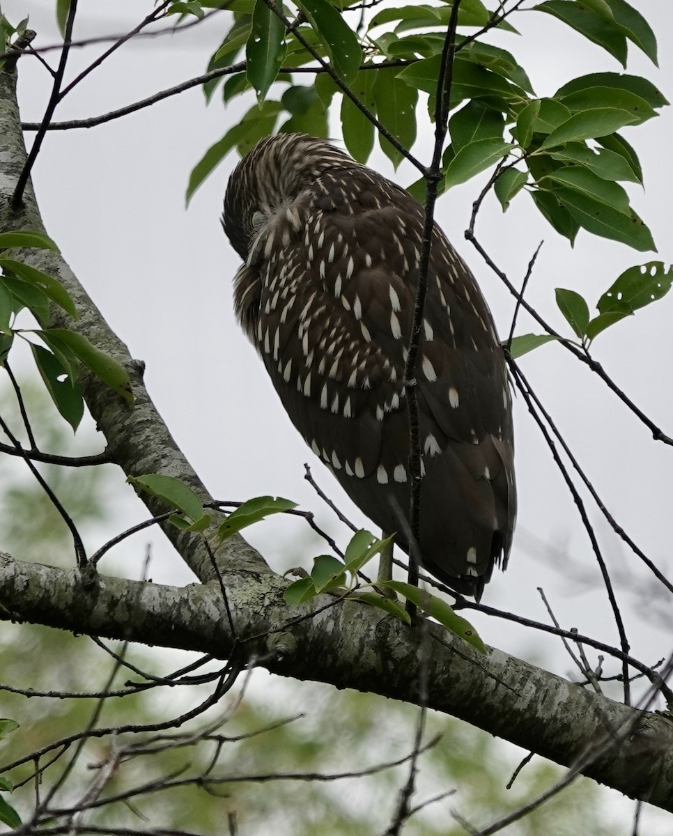 Black-crowned Night Heron - ML622750680