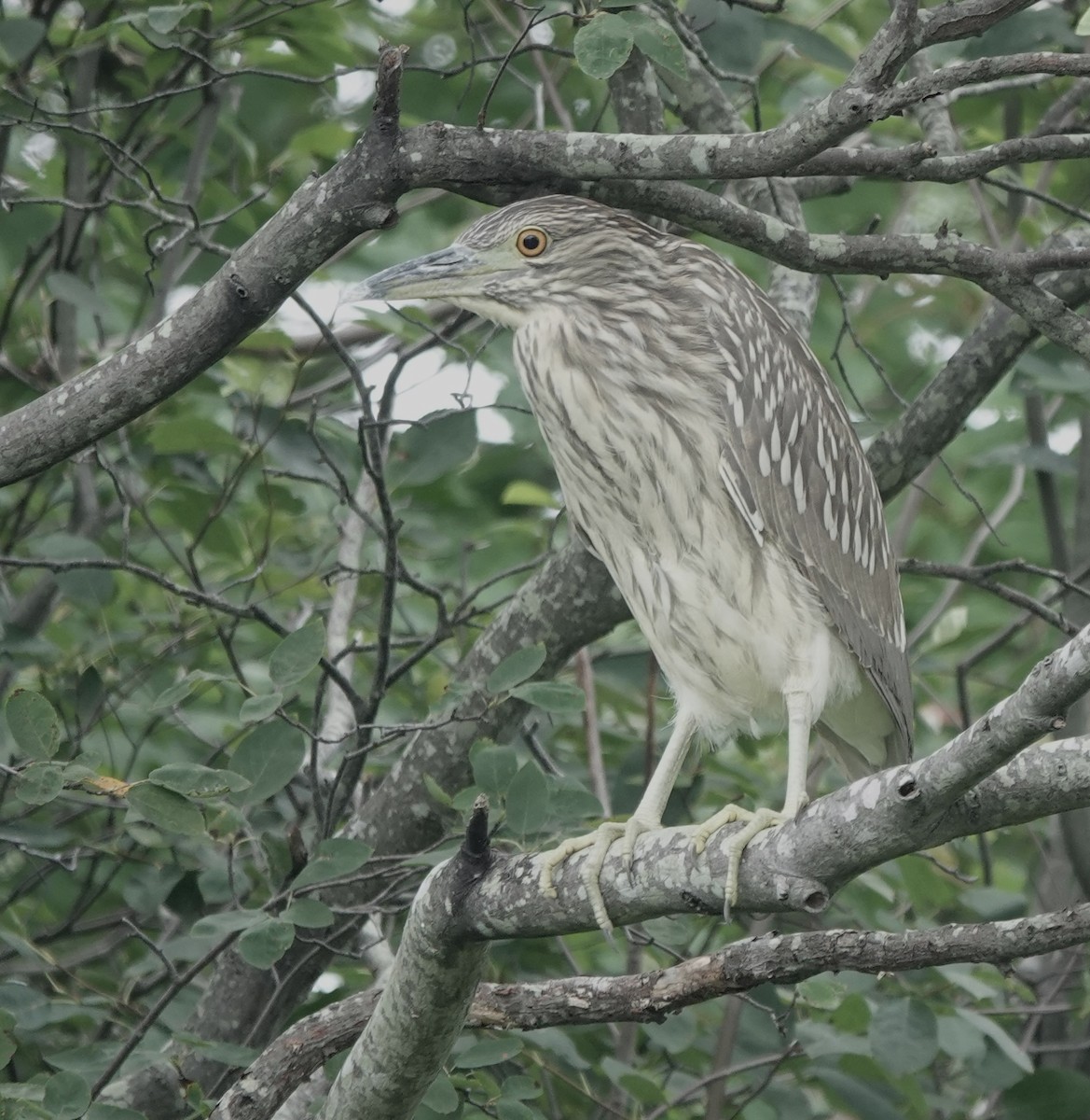 Black-crowned Night Heron - ML622750688