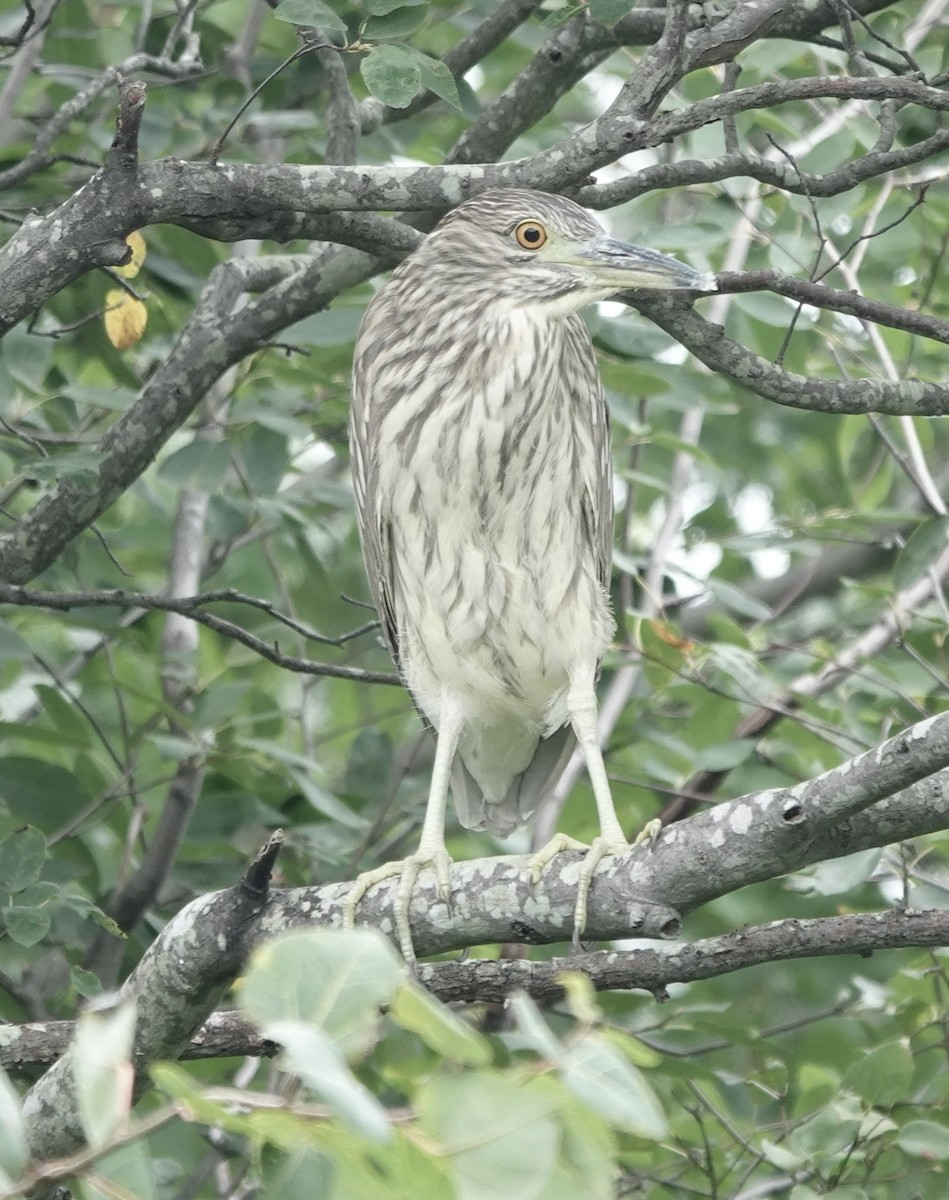 Black-crowned Night Heron - ML622750692