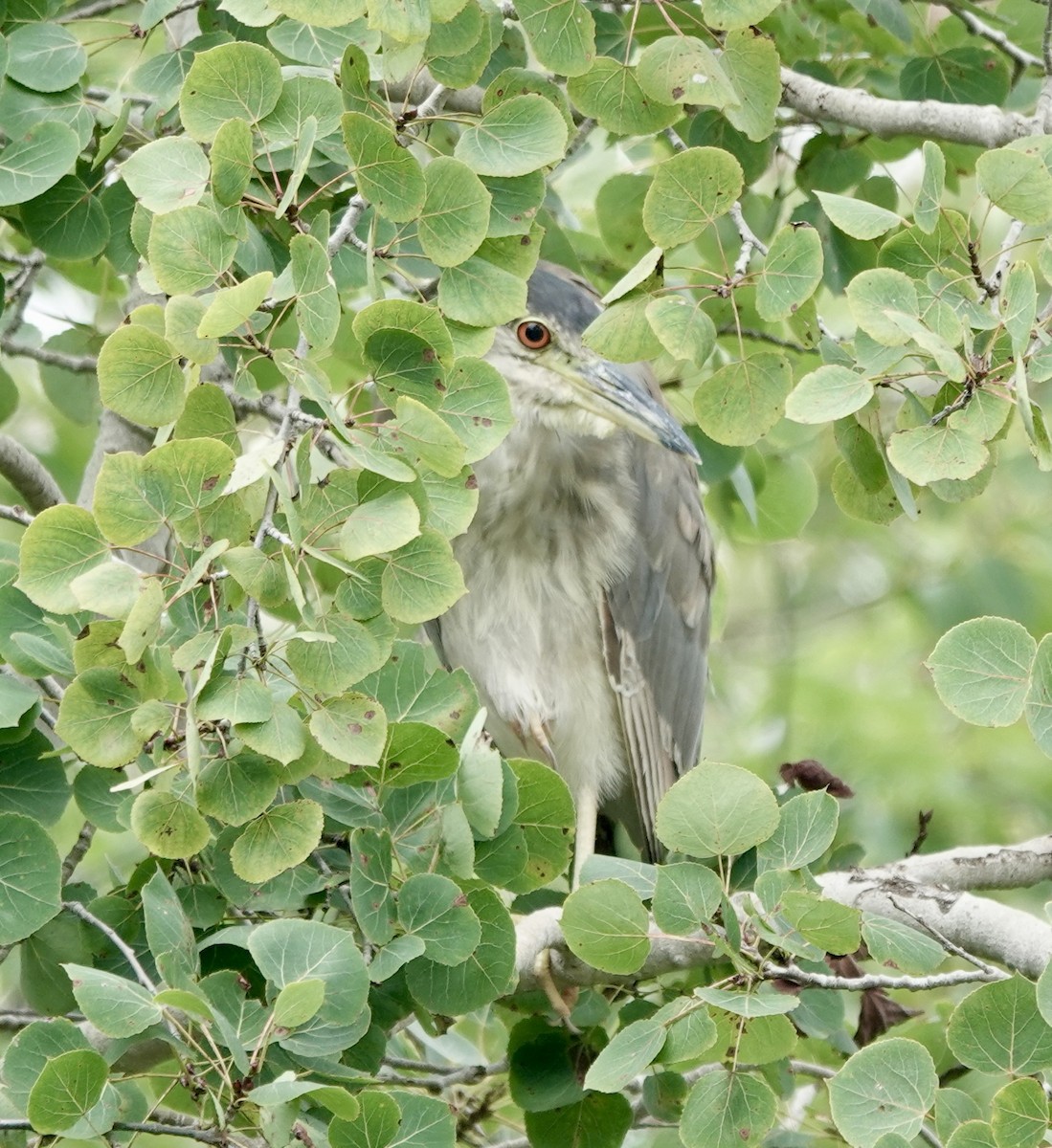 Black-crowned Night Heron - ML622750698