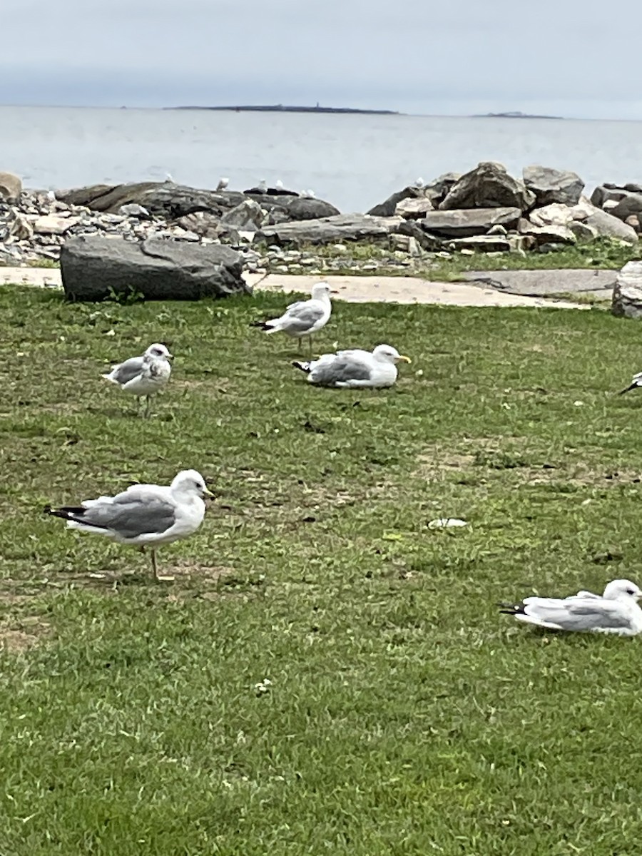 American Herring Gull - ML622750775