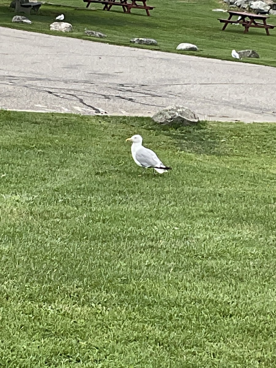 American Herring Gull - ML622750776