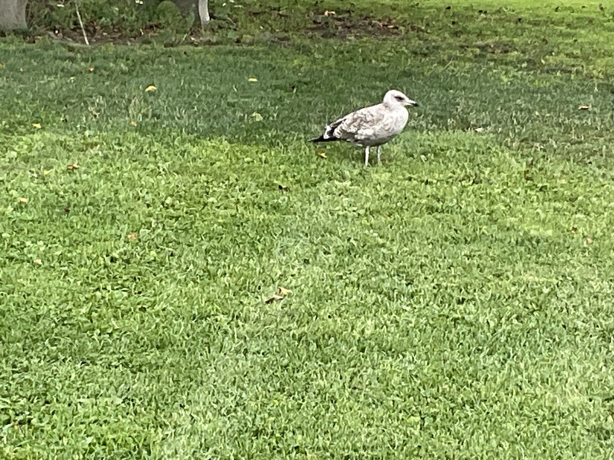 American Herring Gull - ML622750777