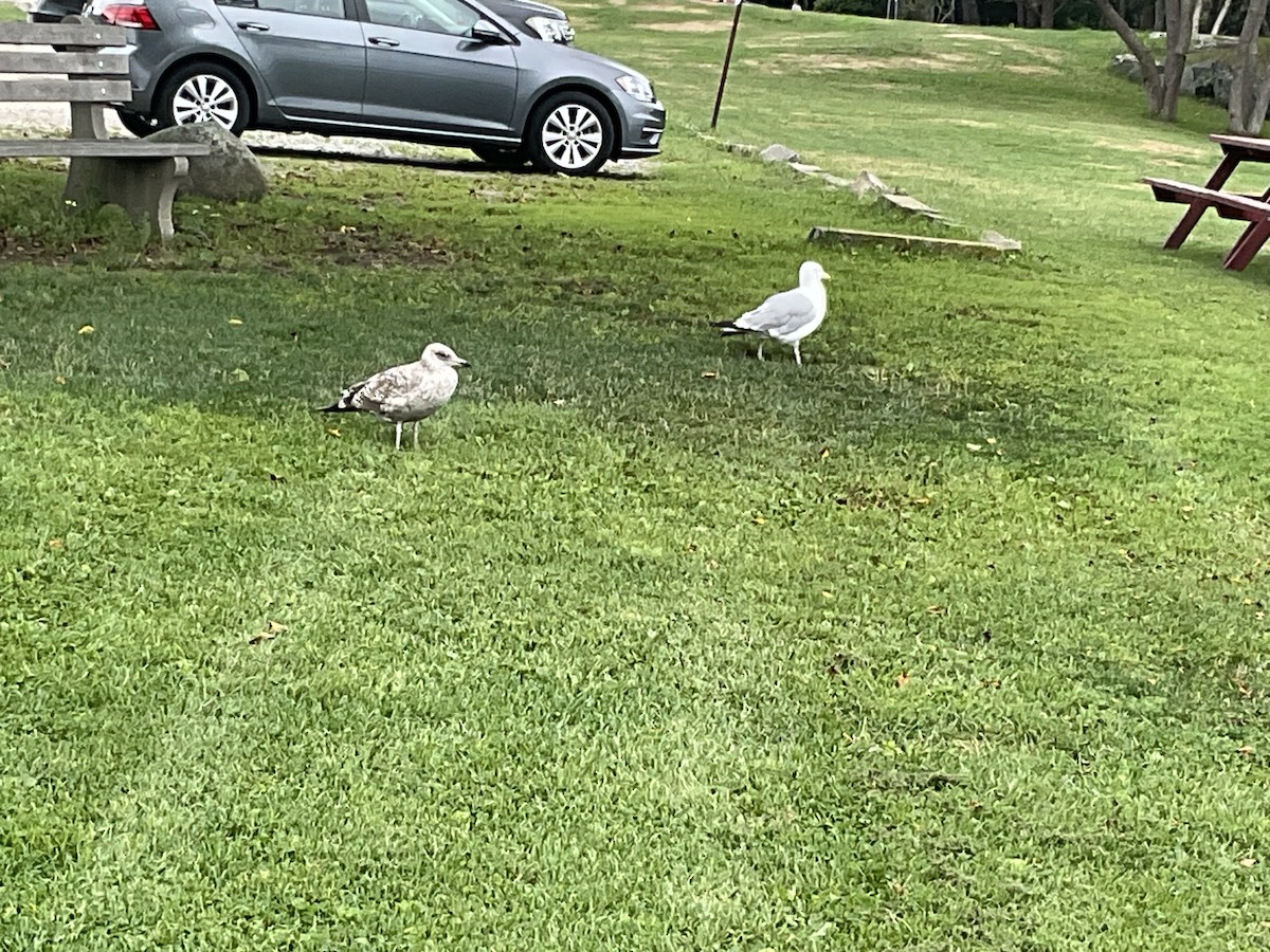 American Herring Gull - ML622750778