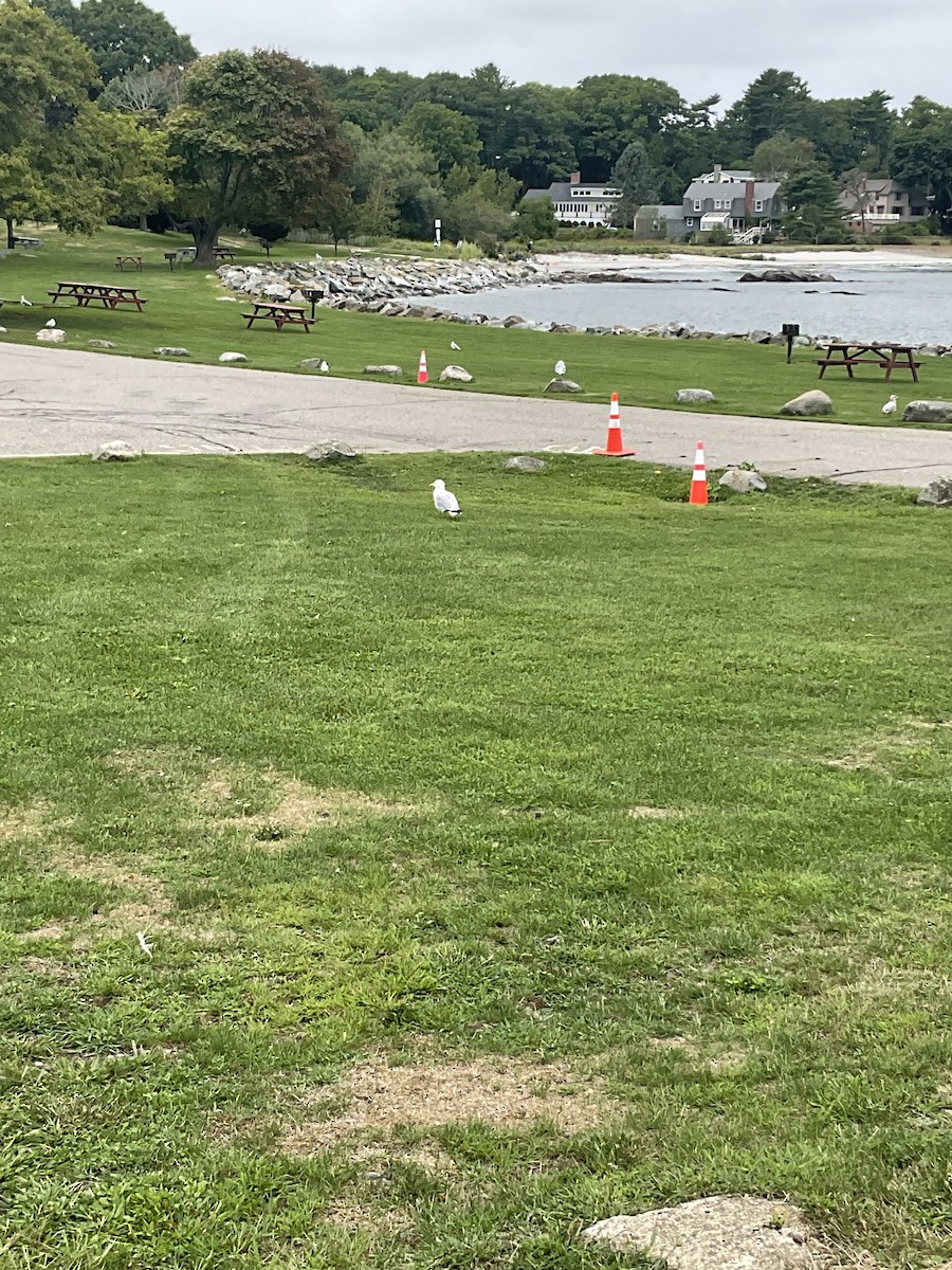 American Herring Gull - ML622750779