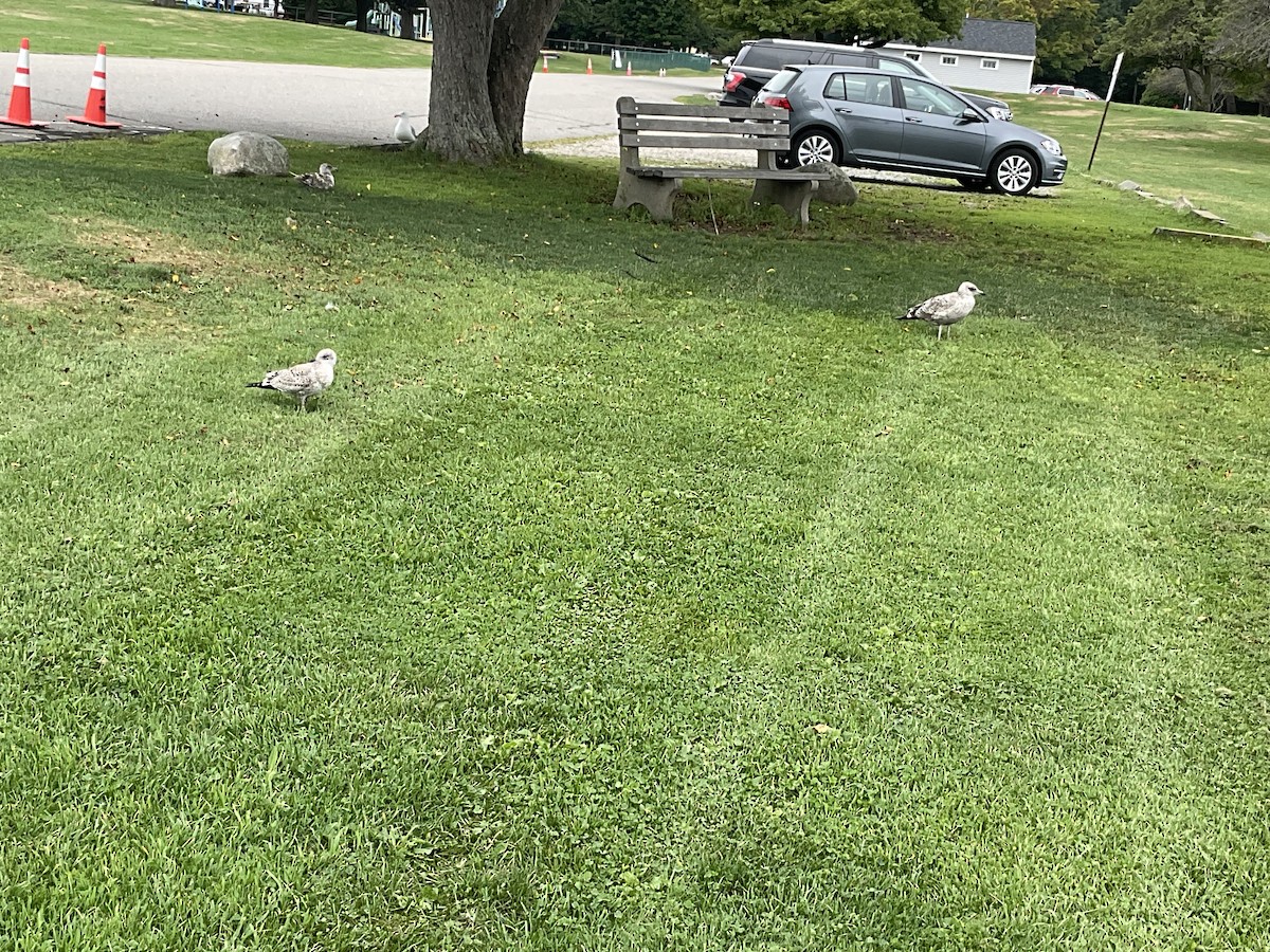 American Herring Gull - ML622750780