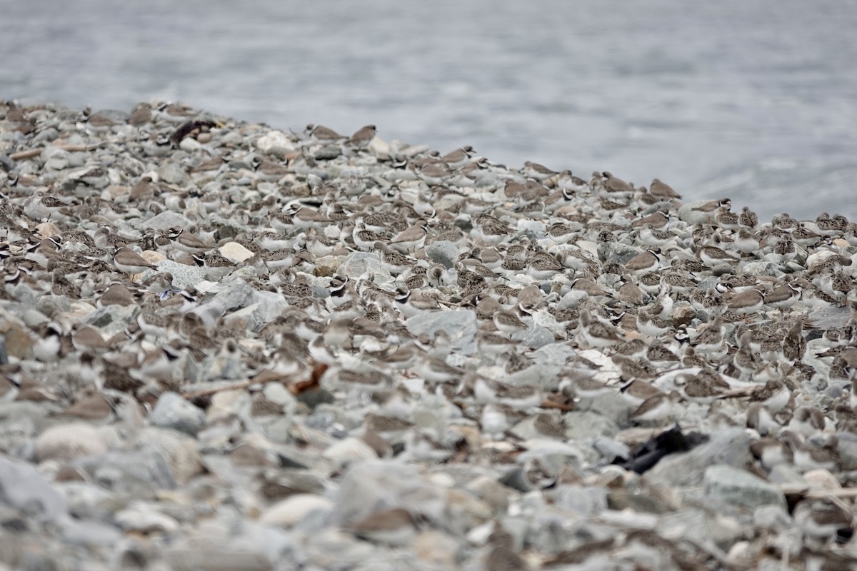 Semipalmated Plover - Jeanne-Marie Maher