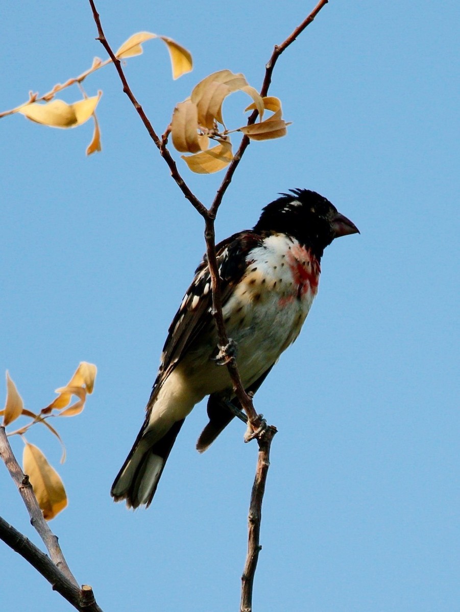 Rose-breasted x Black-headed Grosbeak (hybrid) - ML622750803