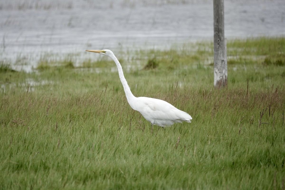 Great Egret - ML622750804