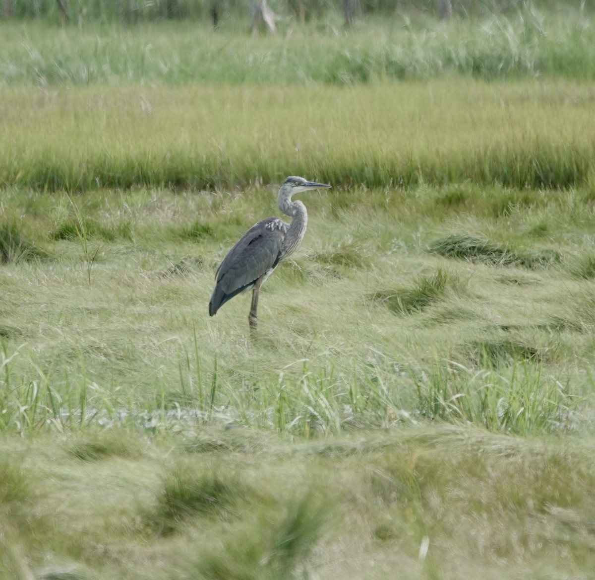 Great Blue Heron - ML622750839