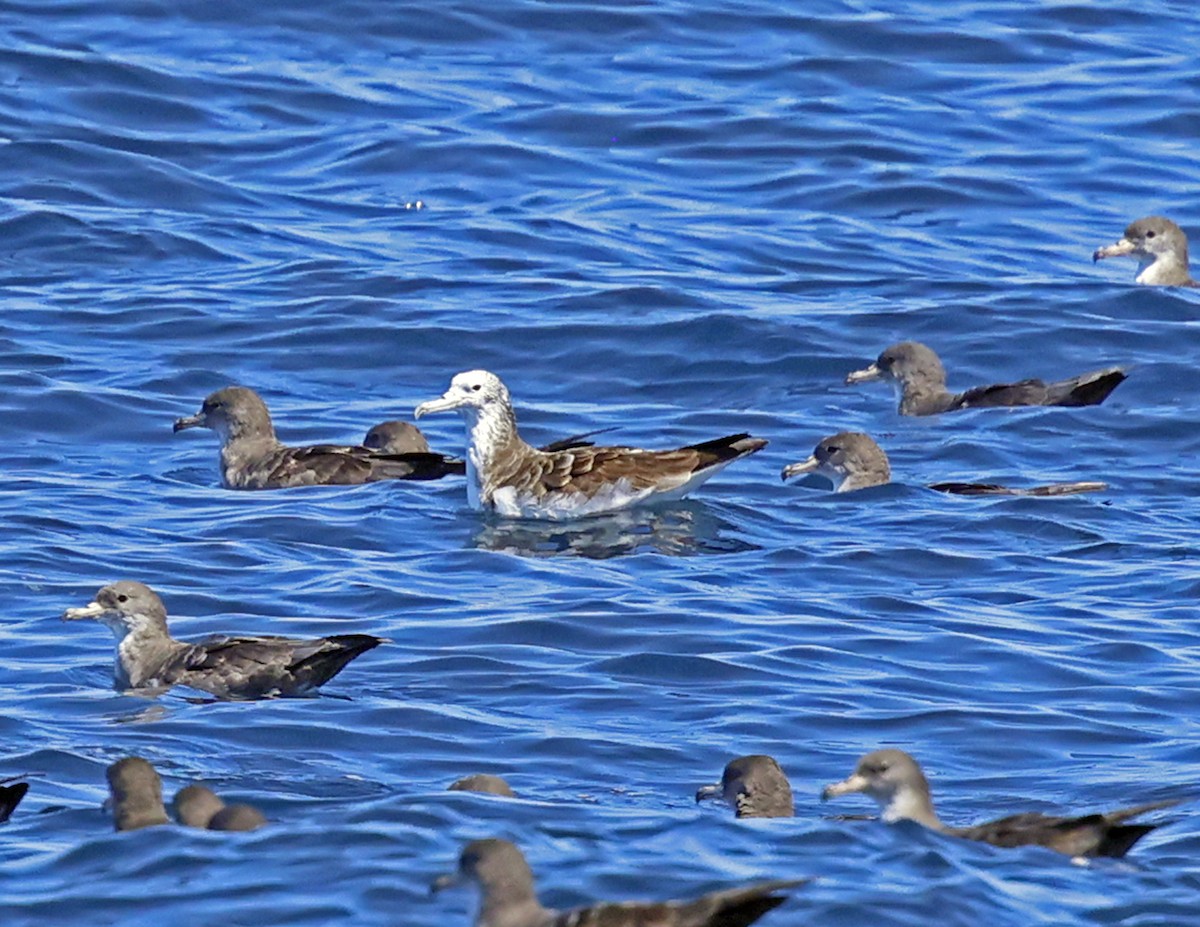 Streaked Shearwater - David McQuade