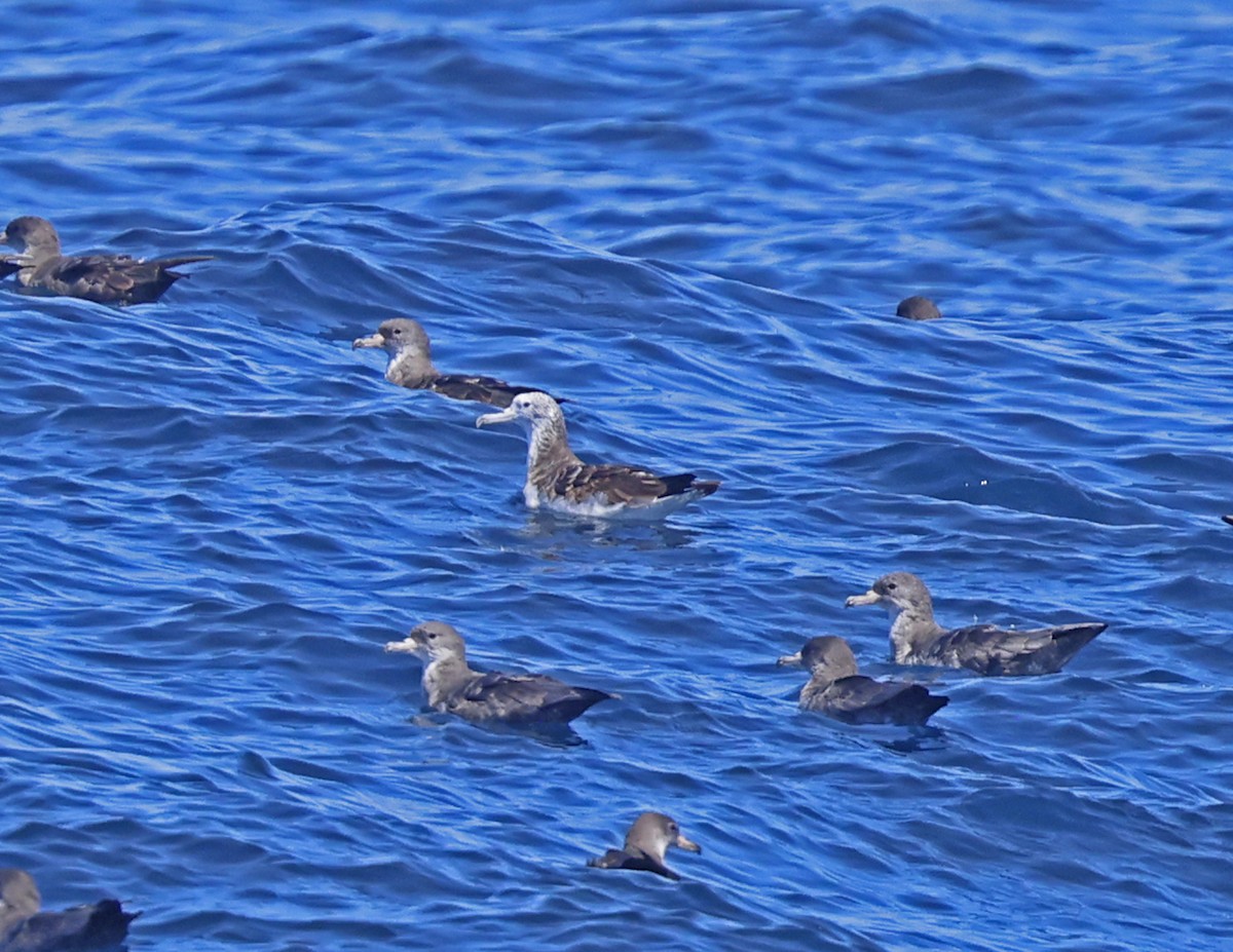 Streaked Shearwater - David McQuade