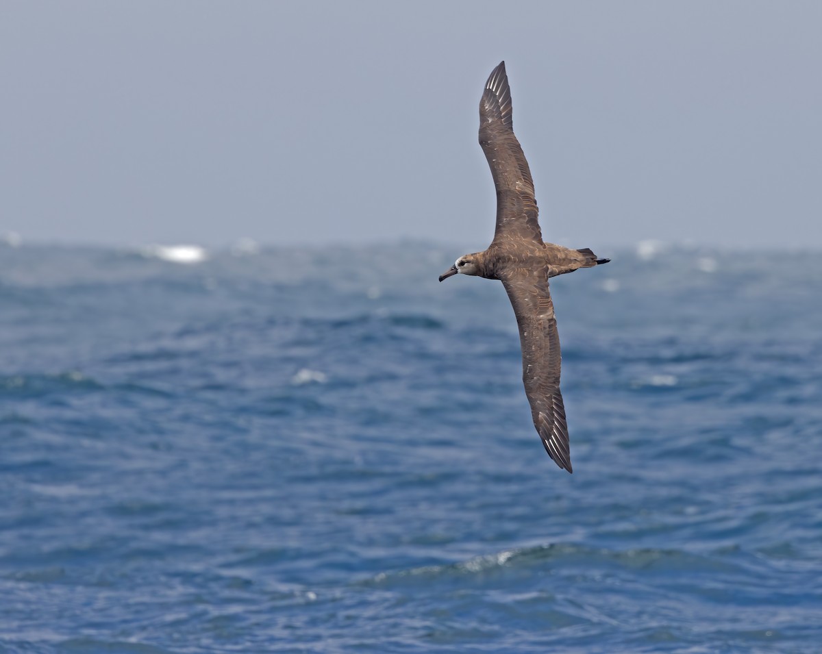 Black-footed Albatross - Tammy McQuade