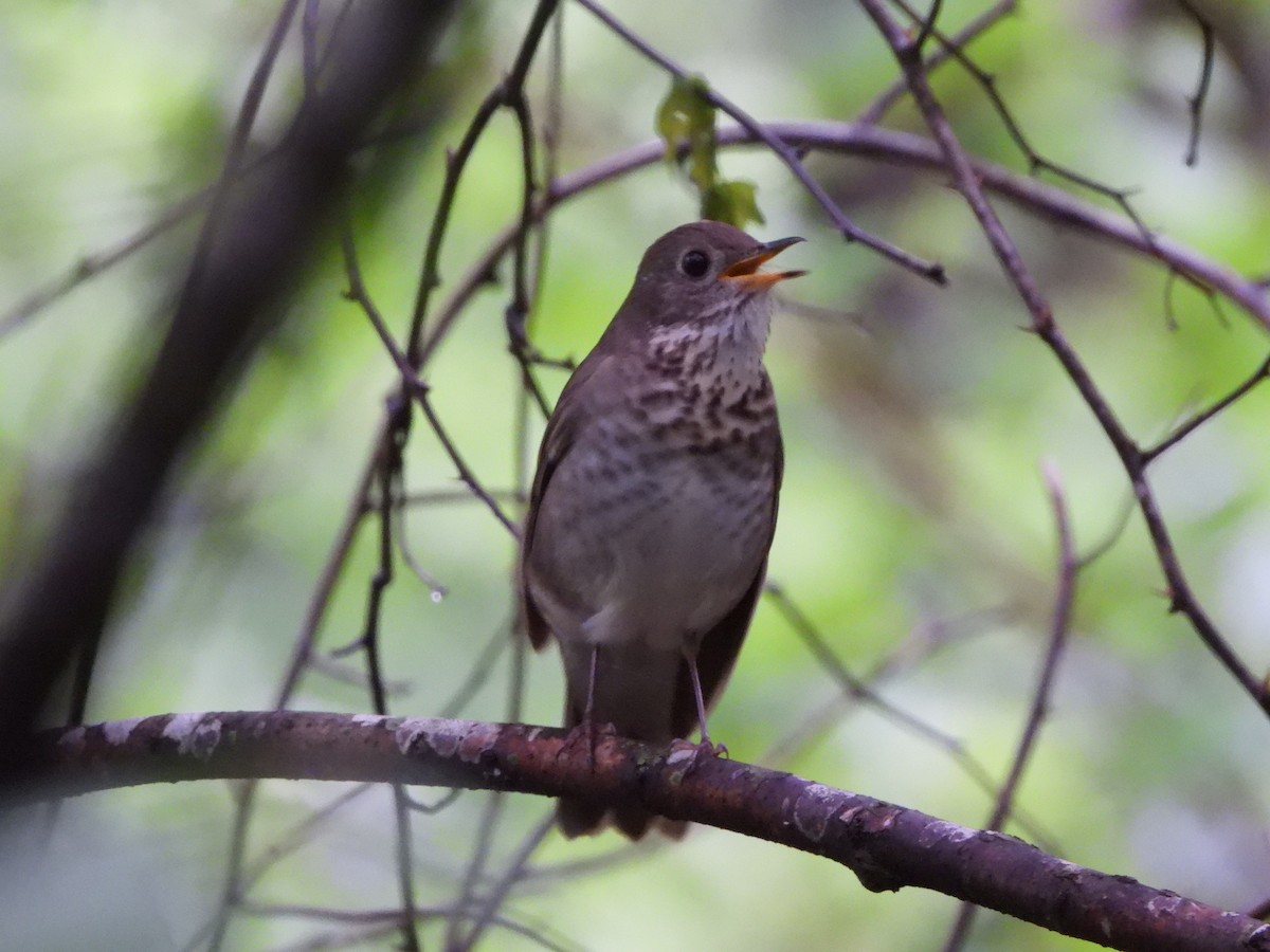 Gray-cheeked Thrush - ML622750917