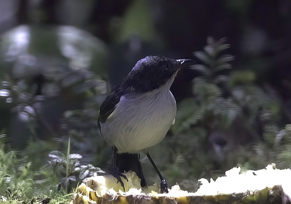 Fan-tailed Berrypecker - ML622750988